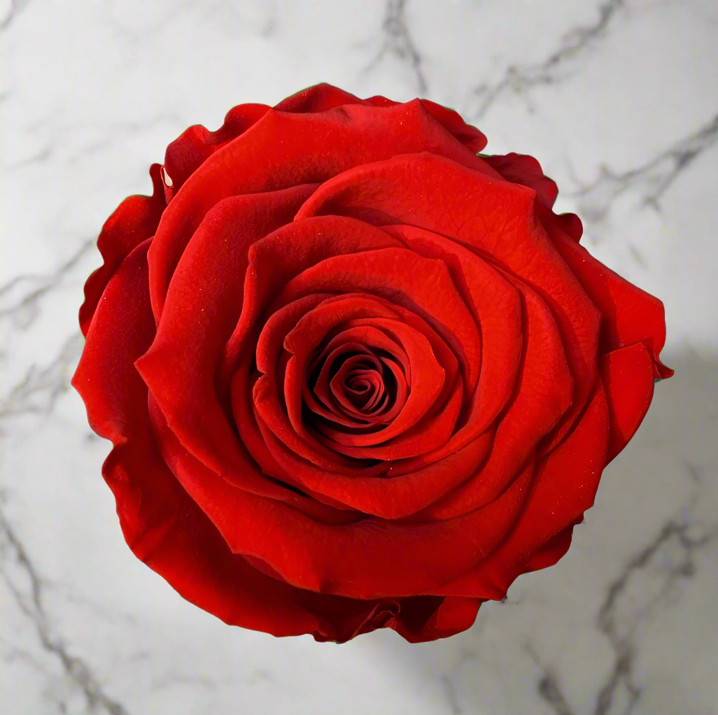 THE UNO | CLASSIC RED ETERNAL ROSE | WHITE BOX